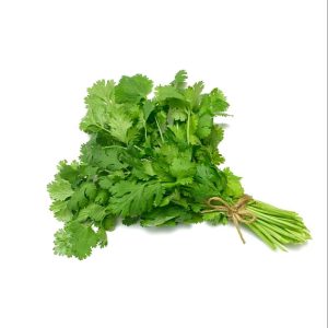 Cilantro